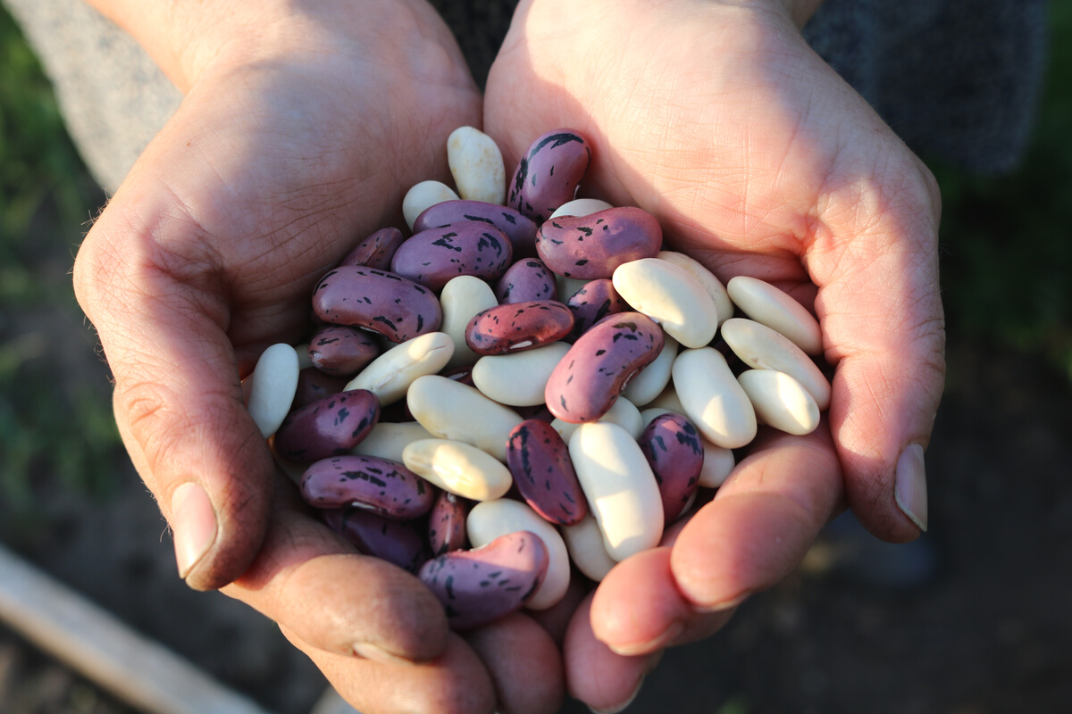 Hands Full of Runner Beans